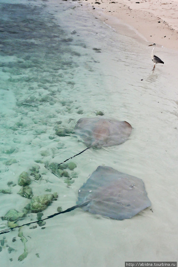 Мальдивы. Кормление скатов и акул Мальдивские острова