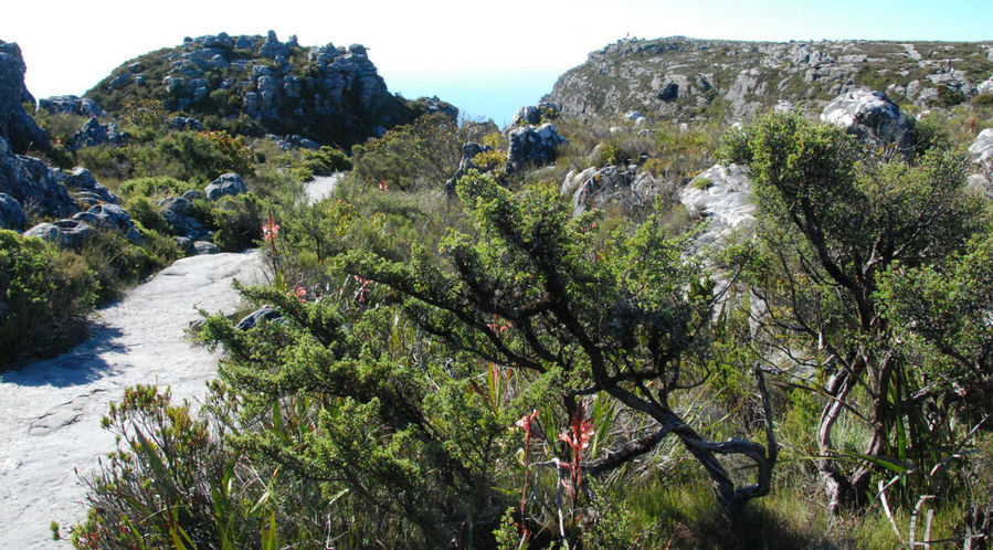 Столовая гора Национальный Парк Кейптаун, ЮАР