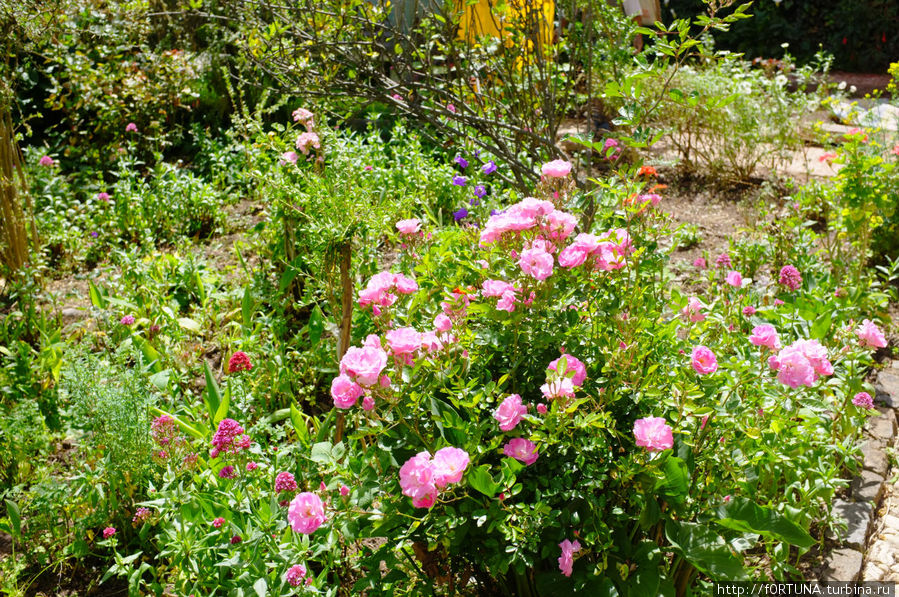 Инкская роза Перу