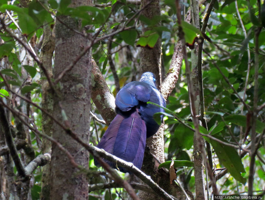 Говорят что за эти годы синей птицы пропал и след...
...говорят, в дальние страны подалась она на всегда...
Может об этой птице, которую мы наблюдали секунды 2, пел в свое время Макаревич Андасибе-Мантадиа Национальный Парк, Мадагаскар