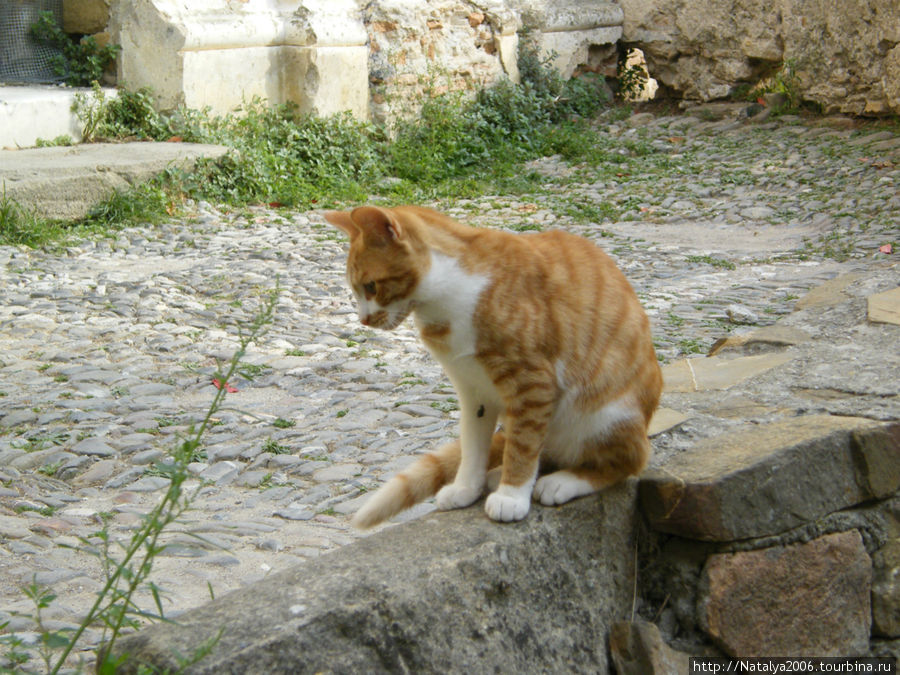 Кроме художников тут и кошки живут Буссана-Веккья, Италия