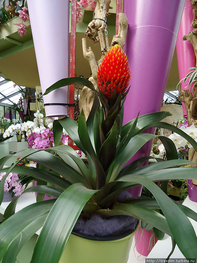Павильон королевы Беатрикс, или царство орхидей Кёкенхоф, Нидерланды