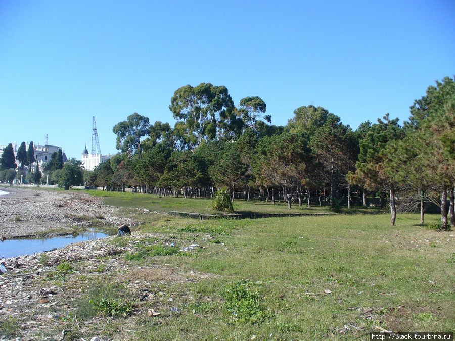 Роща пицундской сосны напротив здания администрации Президента Абхазии Роща пицундской сосны напротив здания администрации Президента Абхазии