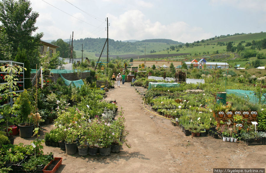 Сад лекарственных растений