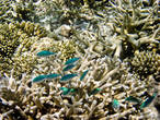 Зелено-голубые хромисы (Chromis viridis) над кораллом-акропорой