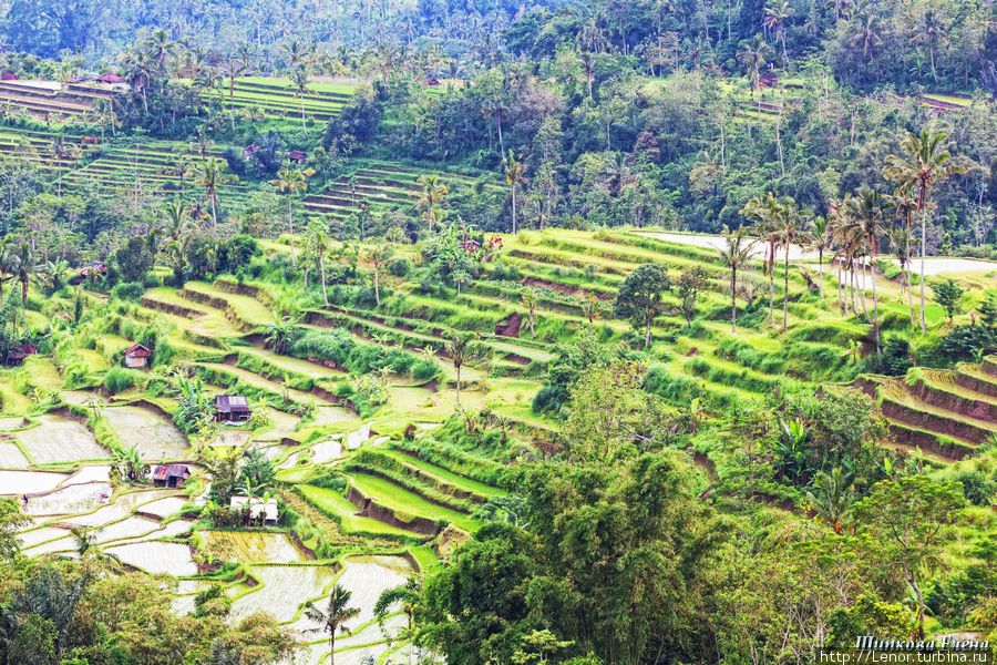 Рисовые террасы Убуд, Индонезия