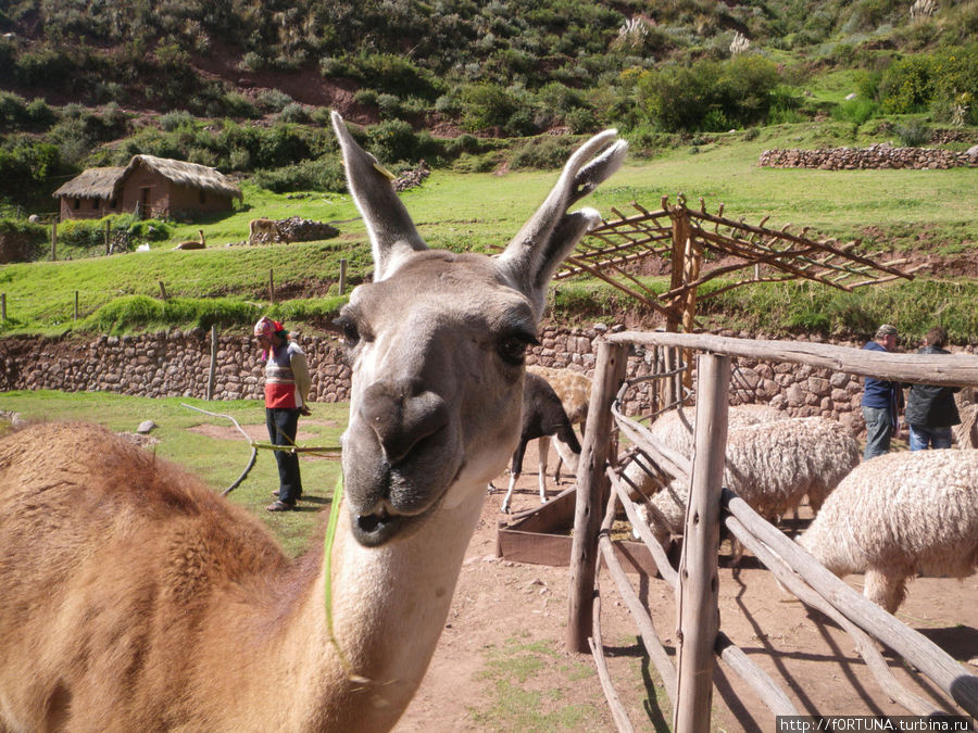 Семейство верблюдовых Куско, Перу