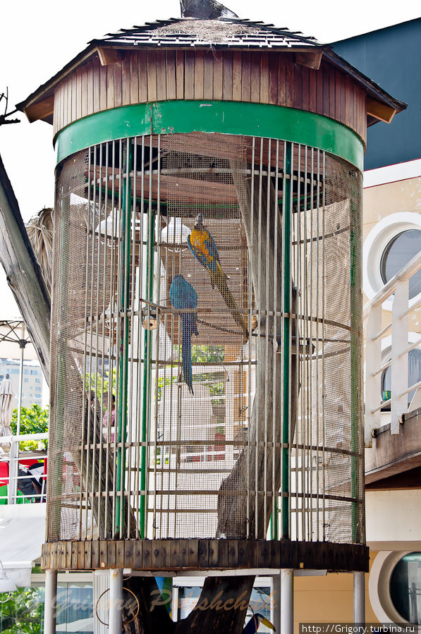 Семейная жизнь попугаев- единственный источник шума...))) Санто-Доминго, Доминиканская Республика