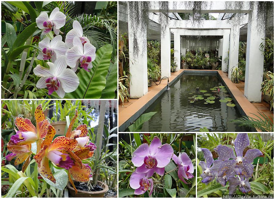 Особая забота и гордость ланкийцев – Дом орхидей. Каких только расцветок здесь нет — целая радуга Перадения, Шри-Ланка