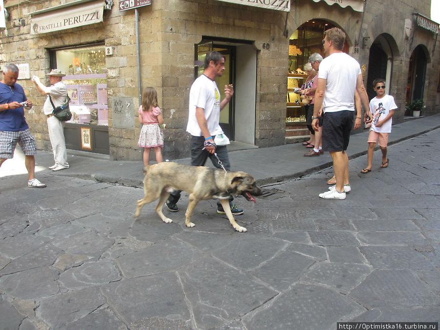 Собачья жизнь во Флоренции Флоренция, Италия