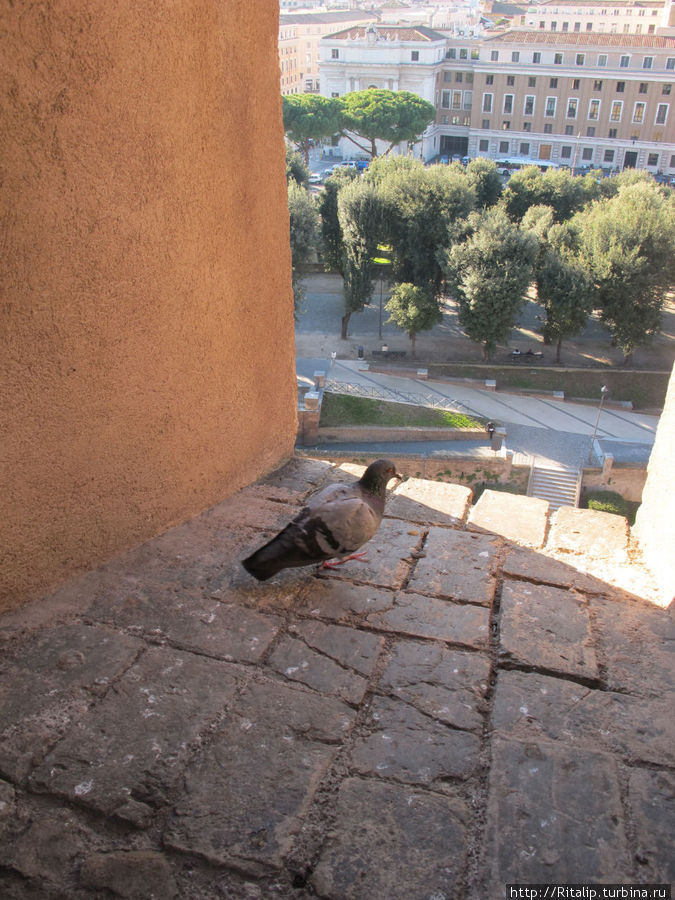 Римский голубь Рим, Италия