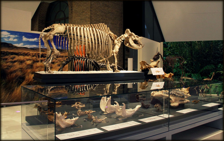 Доисторические животные Королевского музея Онтарио Торонто, Канада
