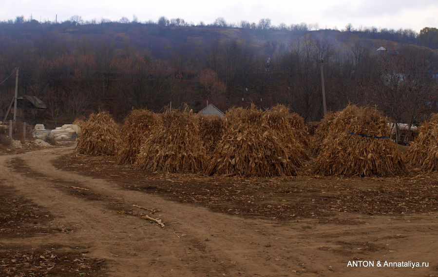 Стога из ботвы кукурузы в центре села. Косуэць, Молдова