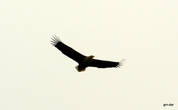Орел поближе. Размах крыльев больше полутора метров.