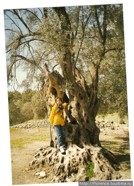 Дочка в Гортисе, у оливкового дерева. Одета по-осеннему Греция