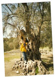 Дочка в Гортисе, у оливкового дерева. Одета по-осеннему