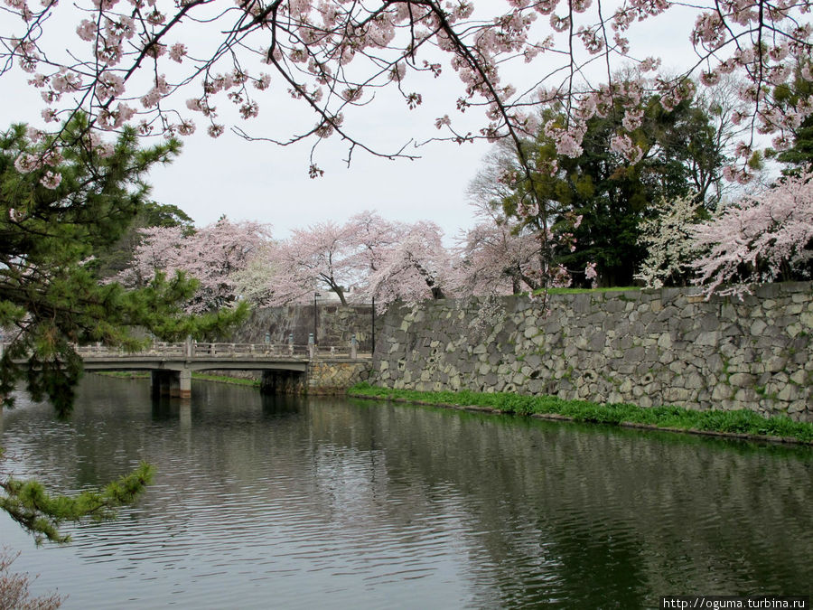 Цветущая крепость Хиконэ Хиконэ, Япония