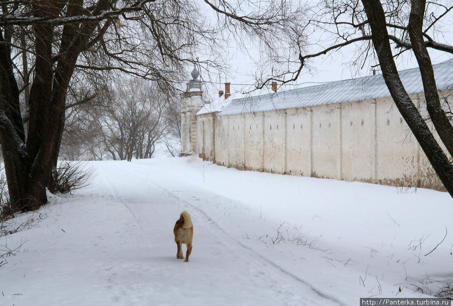 Этот хвостатый друг прогулялся вместе с нами вокруг монастырских стен. Экскурсию провел, так сказать. Великий Новгород, Россия