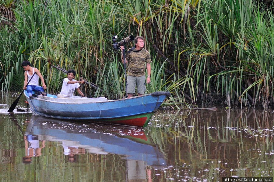 иногда снимал с небольшого каное Национальный парк Танджунг Путинг, Индонезия