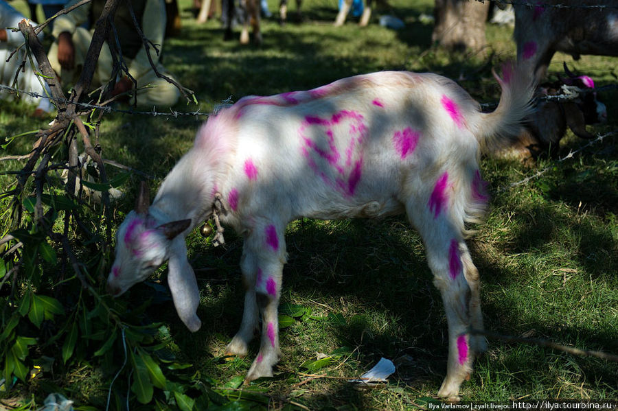 Первый раз вижу, чтобы жертвенный скот украшали и раскрашивали. Исламабад, Пакистан