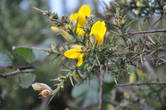 Суровый вид парка оживляется желтыми соцветиями дрока: в зимнее время они видны издалека.