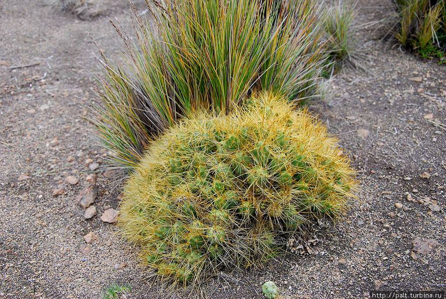 Ежик с Альтиплано Ежик с Альтиплано