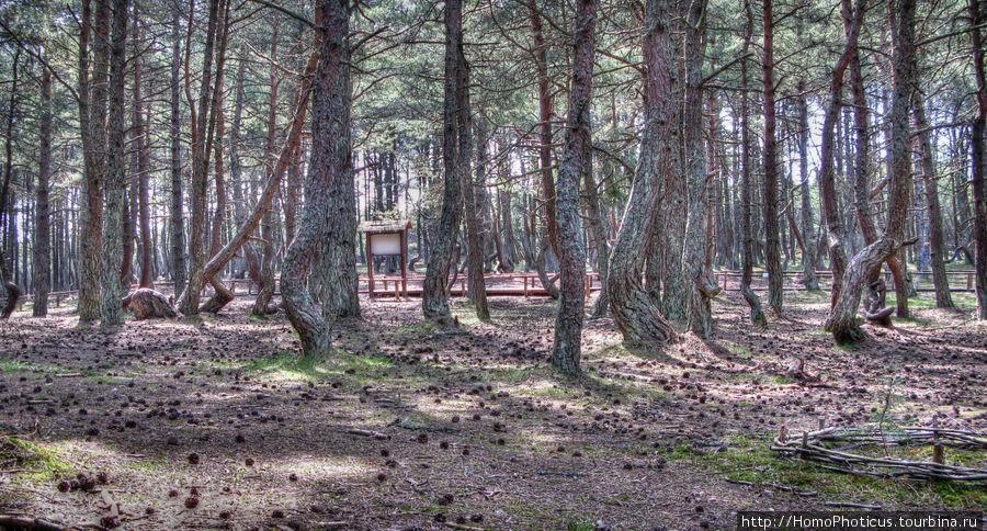 Танцы деревьев Куршская Коса Национальный Парк, Россия
