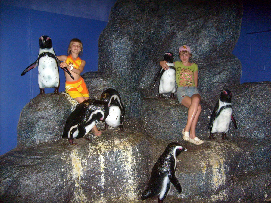 Это, конечно, неживые пингвины, но живые там тоже были — в аквариуме, они мало отличались от своих скульптурных портретов. Бангкок, Таиланд