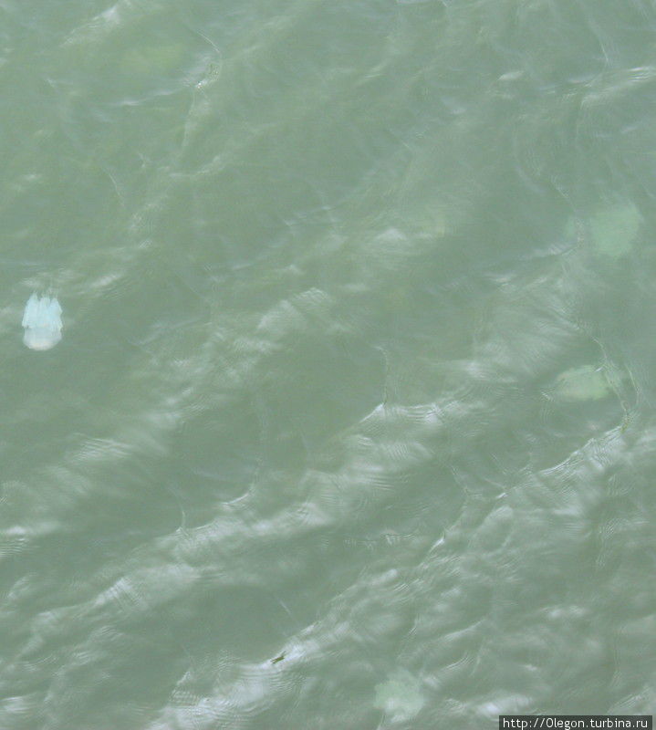 В озере плавают огромные белые медузы, которых очень хорошо видно с моста Варкала, Индия