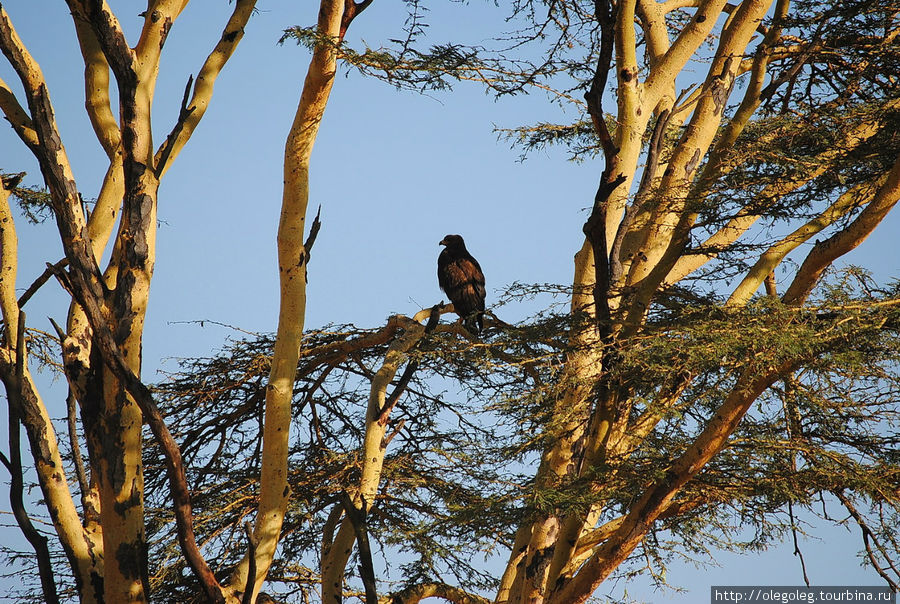 Акуна матата, или даешь сафари! 12.2010 Часть пятая. Озеро Накуру Национальный Парк, Кения