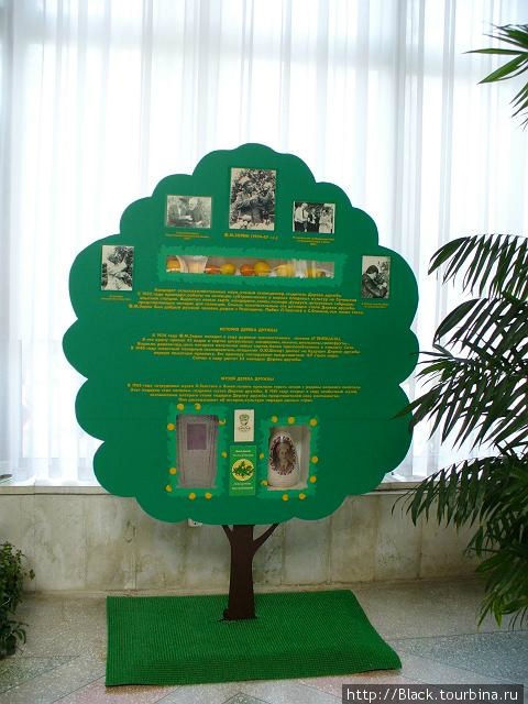 Плоды Дерева Дружбы  в музейной экспозиции Сочи, Россия