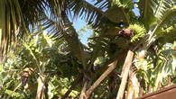 банановые плантации по всей набережной