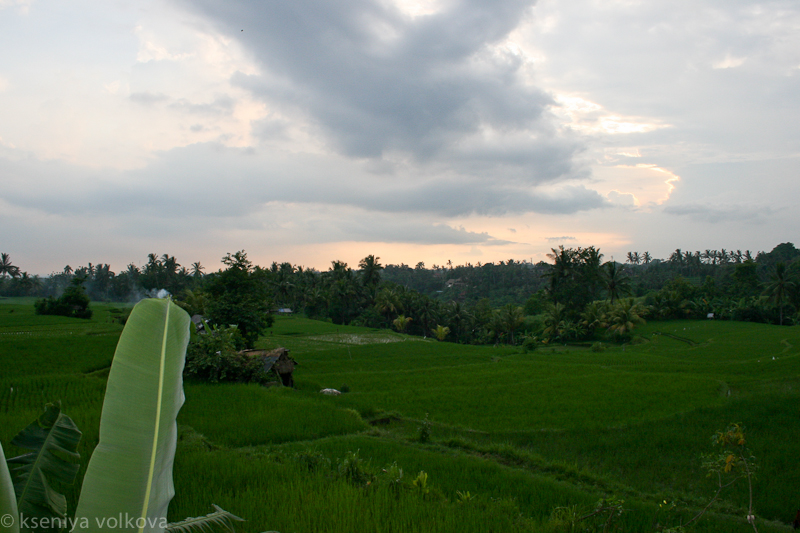 Ланч в рисовых полях Убуд, Индонезия