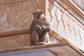 В храмах обитает множество обезьян, зачастую они промышляют воровством блестящих предметов у туристов