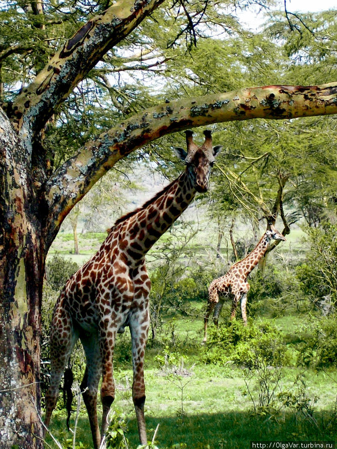 Этот жираф был очень любопытен. Ему явно хотелось подойти поближе, но он стеснялся Найваша, Кения