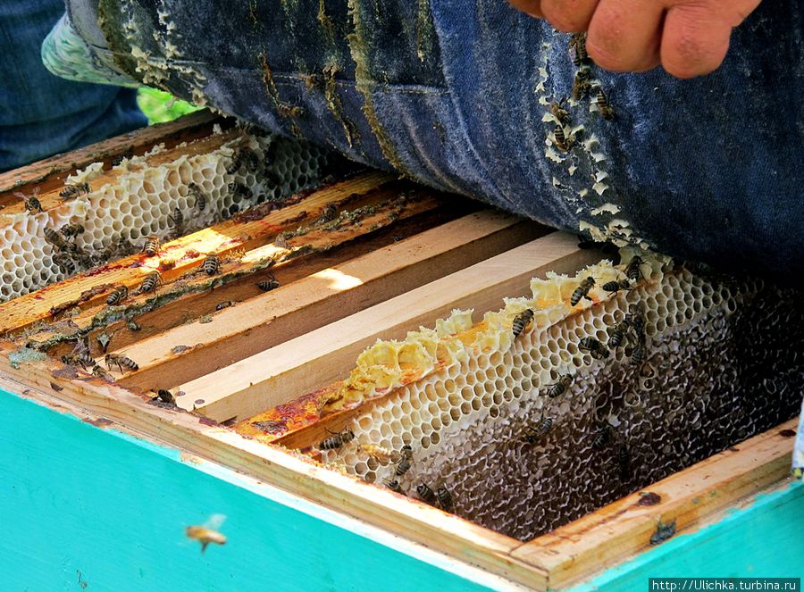 Немножко о пчеловодстве в Грузии Грузия