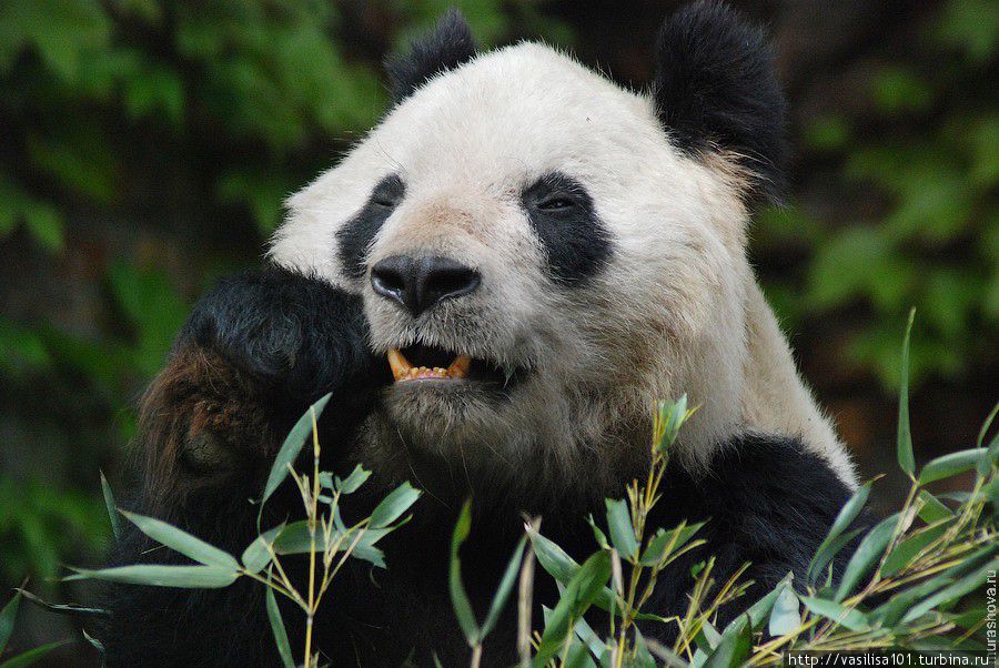 Заповедник Большой Панды Гуаньиншан / Guanyinshan Giant Panda Nature Reserve