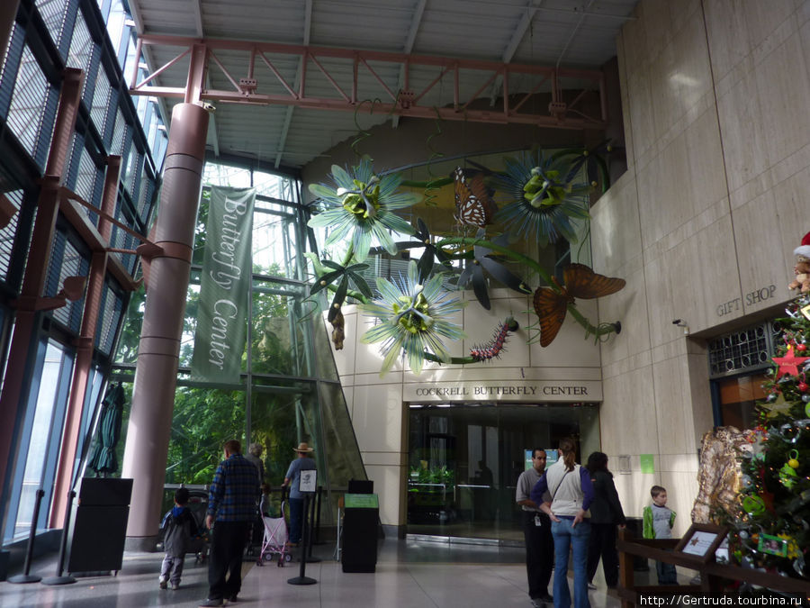 Приглашает центр бабочек в Музее природы Хьюстон, CША