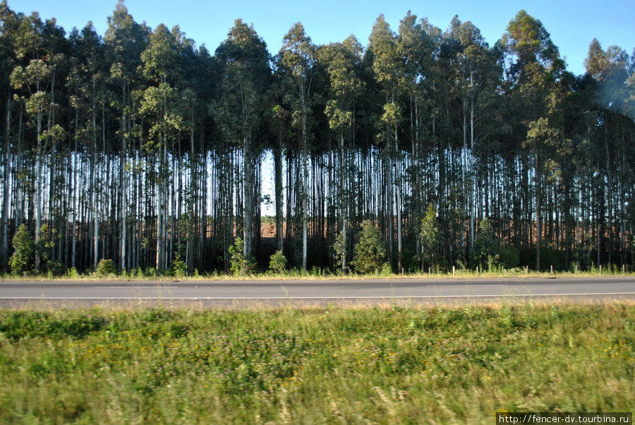 Деревья в Уругвае сажают по линейке