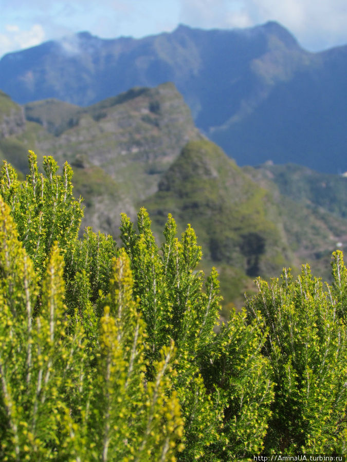 Мадейра. Яркие кротоны и прочая экзотическая ботаника Фуншал, Португалия