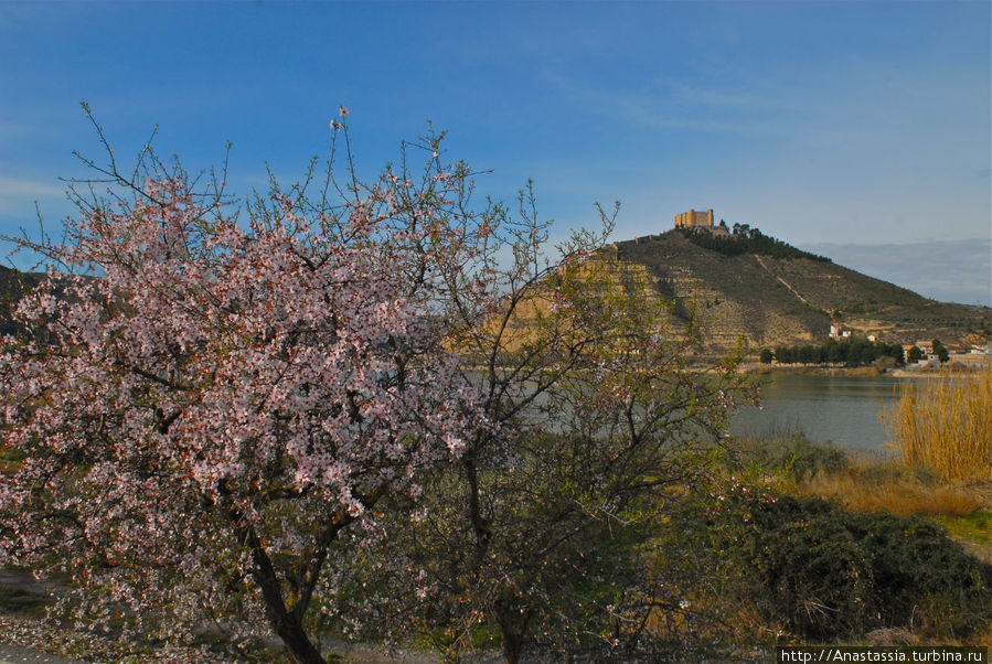 Цветет миндаль Цветет миндаль