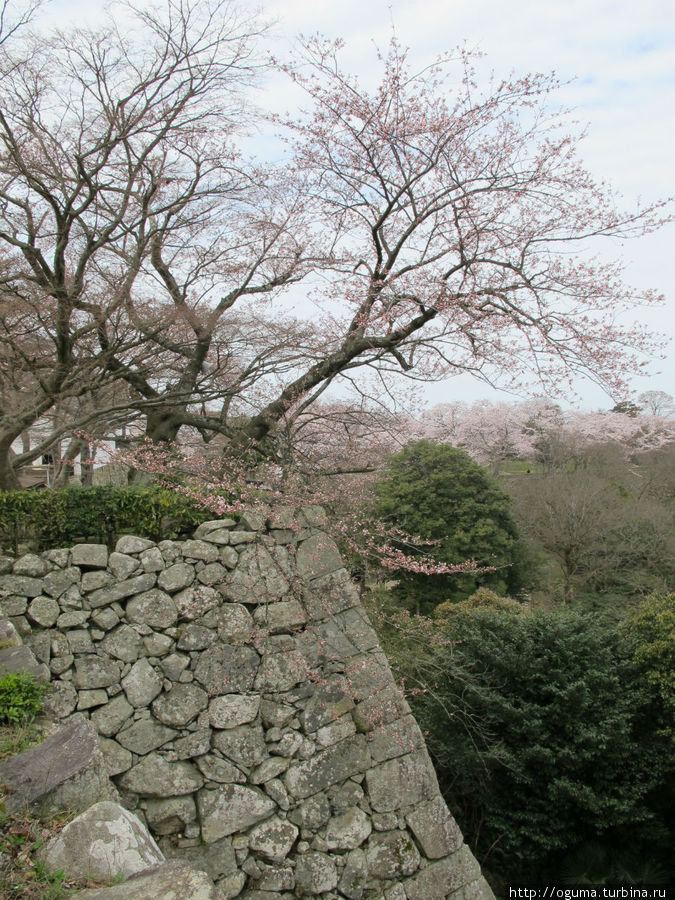 Сакура со стен крепости. Фото сделано рядом с донжоном Хиконэ, Япония