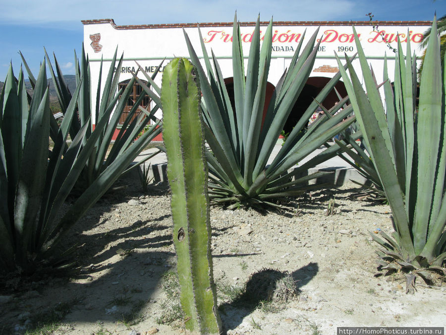 фабрика по производству мескаля фабрика по производству мескаля