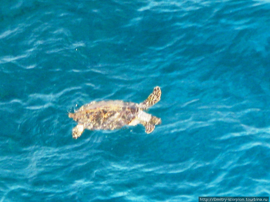 Черепаха в море. Эйлат, Израиль