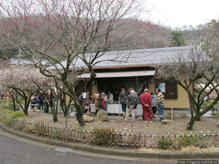 Тут же продают традиционные бонсаи. Гифу, Япония