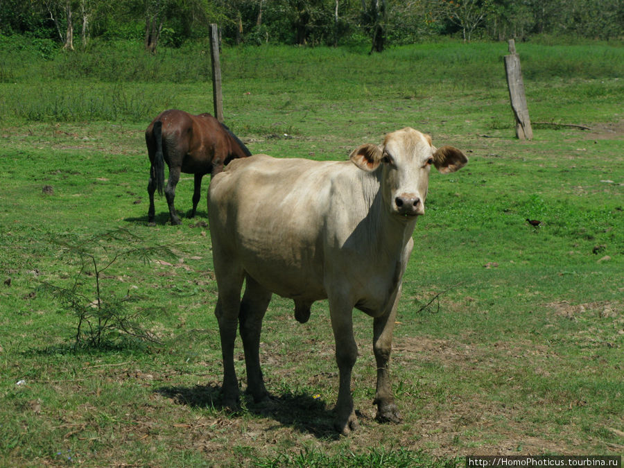 корова-чебурашка Провинция Алахуэла, Коста-Рика