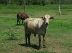 корова-чебурашка