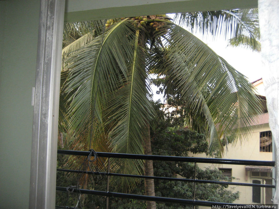 А из нашего окна пальма с кокосами видна...А у вас? Калангут, Индия