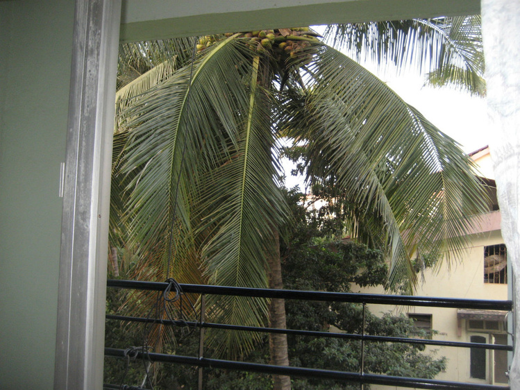 А из нашего окна пальма с