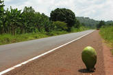 Да, по-видимому в Уганде плодороден даже асфальт.
Мирно растущий джек-фрут тому подтверждение.